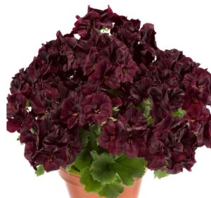 Aristo® Black Velvet Canan Çiçeği Sardunya Fidesi