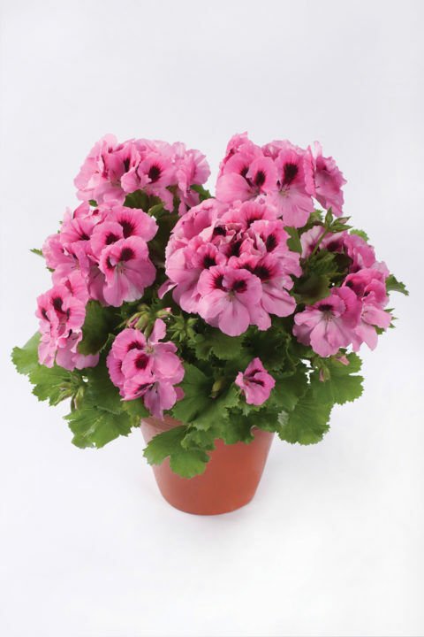 Aristo® Pink Canan Çiçeği Sardunya Fidesi