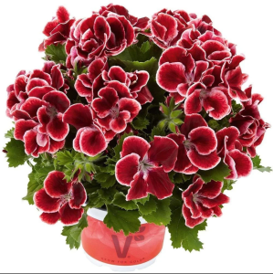 Aristo® Red Beauty Canan Çiçeği Sardunya Fidesi