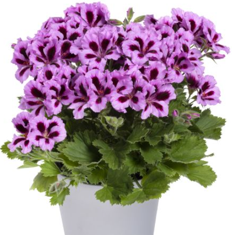 Aristo® Lilac Purple Canan Çiçeği Sardunya Fidesi
