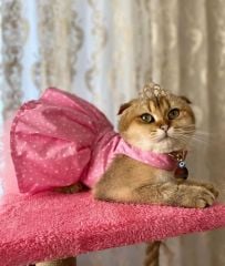 Pink star elbise kedi köpek