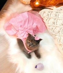 Pink star elbise kedi köpek