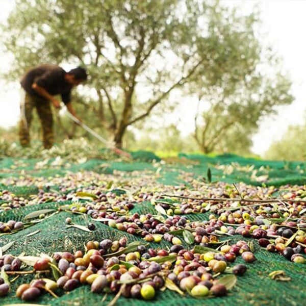 ZEYTİN TIRMIĞI + ZEYTİN DİLME APARATI + TAŞIMA ÇUVALI + 5x6 ZEYTİN SERGENİ + FIRÇA SAPI ZEYTİN TOPLAMA TARAĞI VE ZEYTİN ÇİZME ALETİ