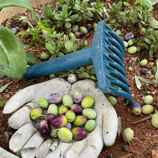 ZEYTİN TIRMIĞI + ZEYTİN DİLME APARATI + FIRÇA SAPI + 5x6 ZEYTİN SERGENİ ZEYTİN TOPLAMA TARAĞI VE ZEYTİN ÇİZME ALETİ