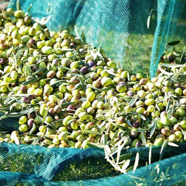 ZEYTİN TIRMIĞI + ZEYTİN DİLME APARATI + FIRÇA SAPI + 5x10 ZEYTİN SERGENİ ZEYTİN TOPLAMA TARAĞI VE ZEYTİN ÇİZME ALETİ