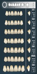 Primodent Takım Diş Akrilik 28'Lik - Üçgen Form