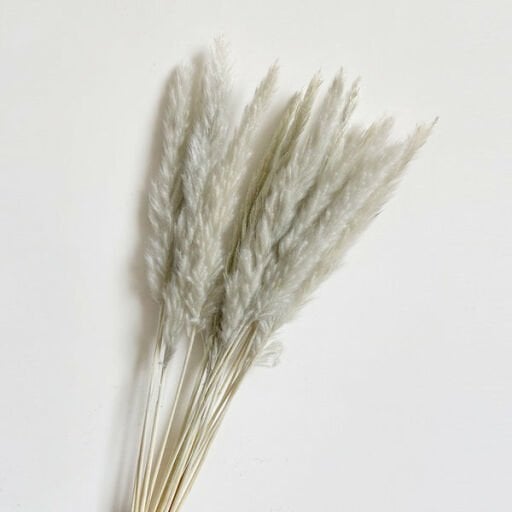 Pampas