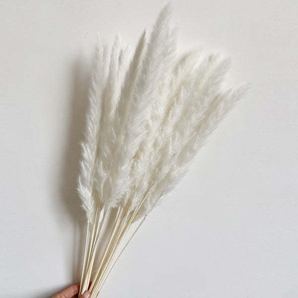 Pampas Beyaz