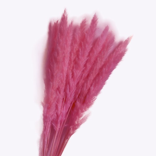 Pampas Fuşya