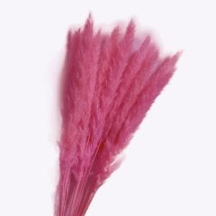 Pampas Fuşya