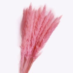 Pampas Pembe