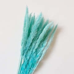 Pampas Mavi