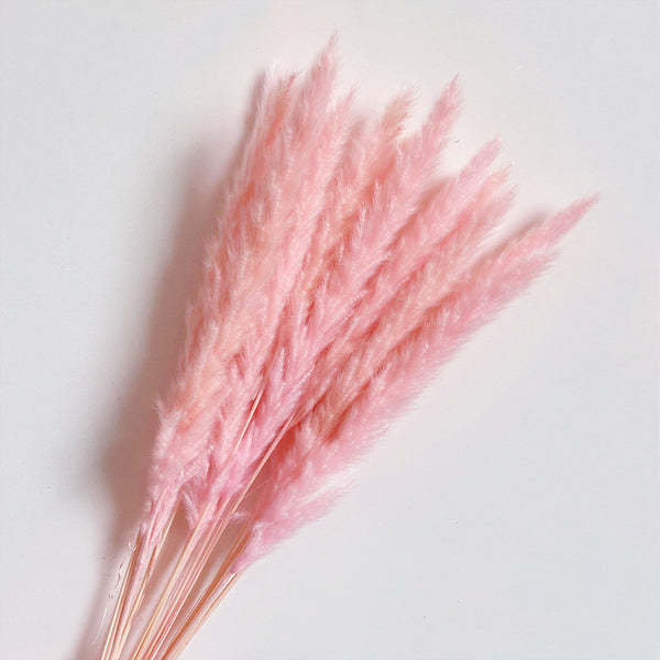 Pampas Pudra
