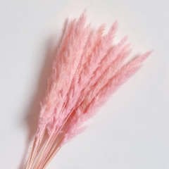 Pampas Pudra