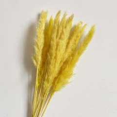 Pampas Sarı