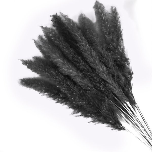 Pampas Siyah