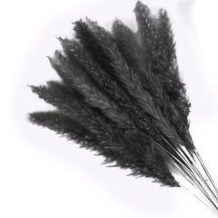 Pampas Siyah