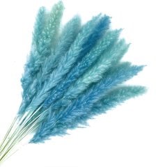 Pampas Turkuaz