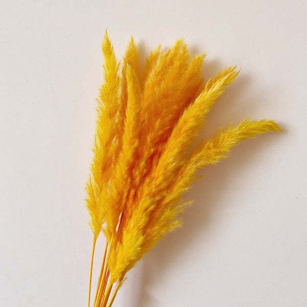 Pampas Turuncu