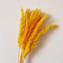 Pampas Turuncu