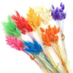 Kuşotu Kuru Çiçek Turuncu