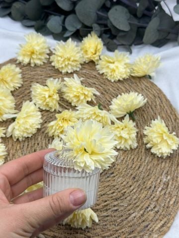 Kasımpatı Kafa 50 adet kavuniçi