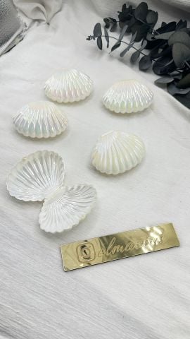 Hologramlı İstiridye Kutu 25adet