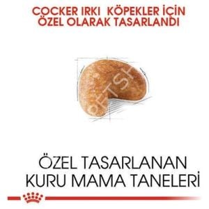 Royal Canin Cocker 3 Kg Yetişkin Kuru Köpek Maması