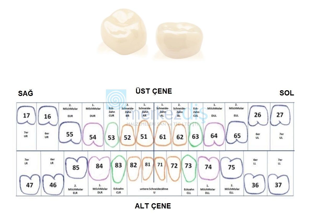 Permanent Molar Pediatrik Zirkon Kron Refill