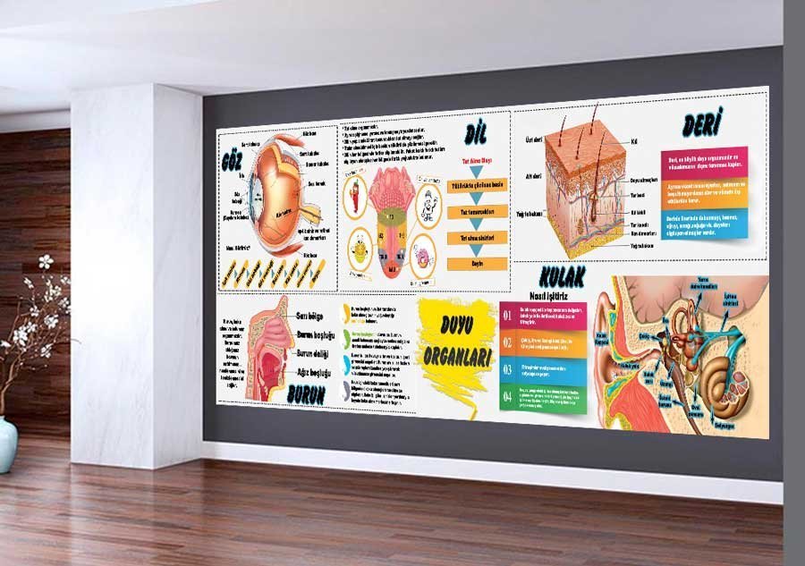 Duyu Organları Okul Duvar Görseli