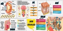 Duyu Organları Okul Duvar Görseli