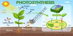 Photosynthesis Okul Posteri