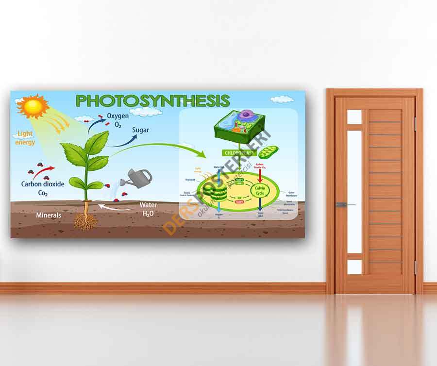 Photosynthesis Okul Posteri