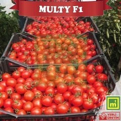 F1 Multy Kokteyl Sırık Domates Fidesi