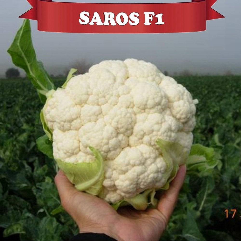 F1 Saros Karnabahar Fidesi