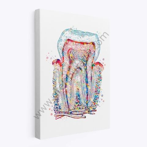 Dental Tablo - Colorful Tooth Anatomy