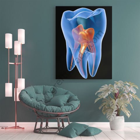 Dental -Tablo Tooth Anatomy 50X70 Kanvas Tablo