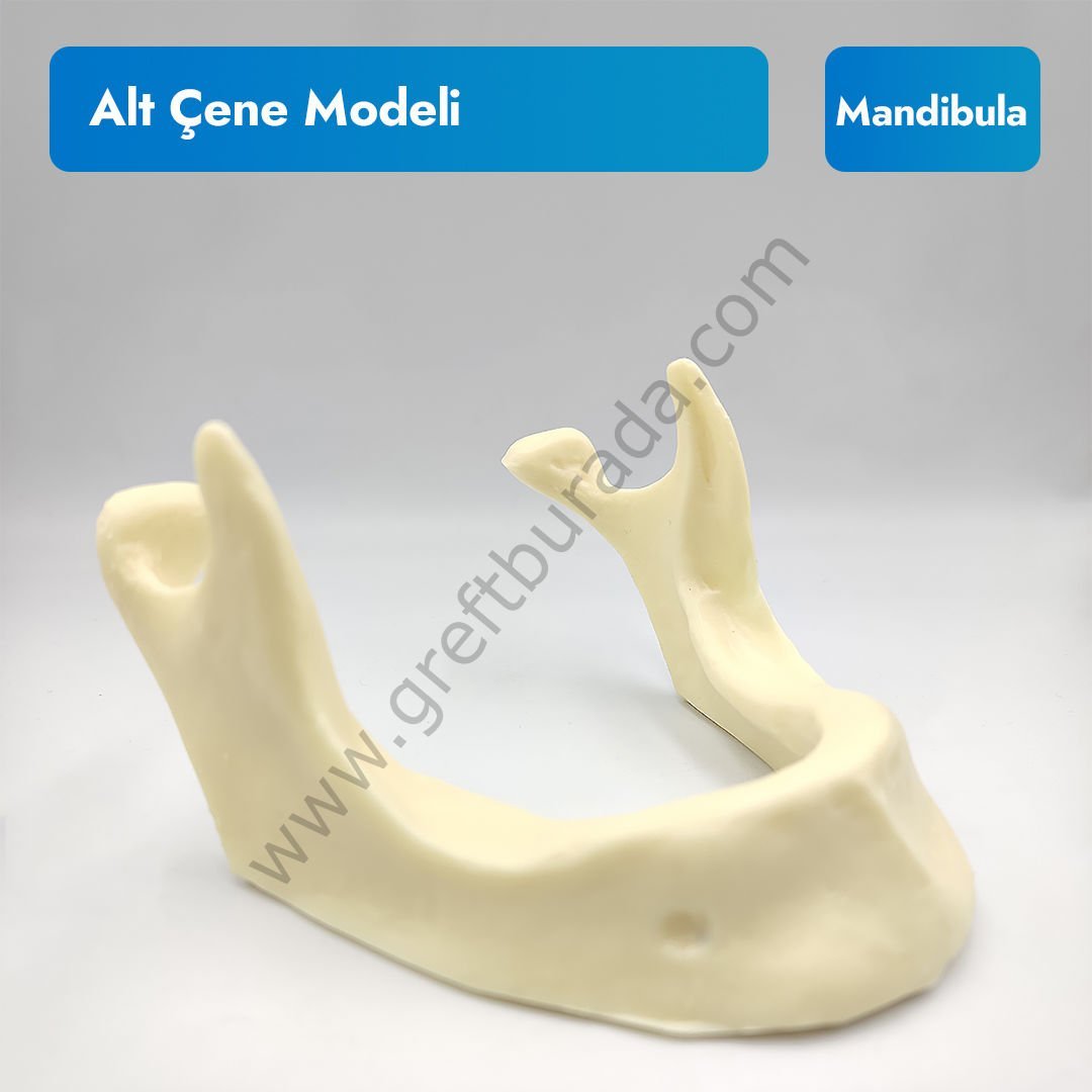 Alt Çene Mandibular İmplant Eğitim Modeli