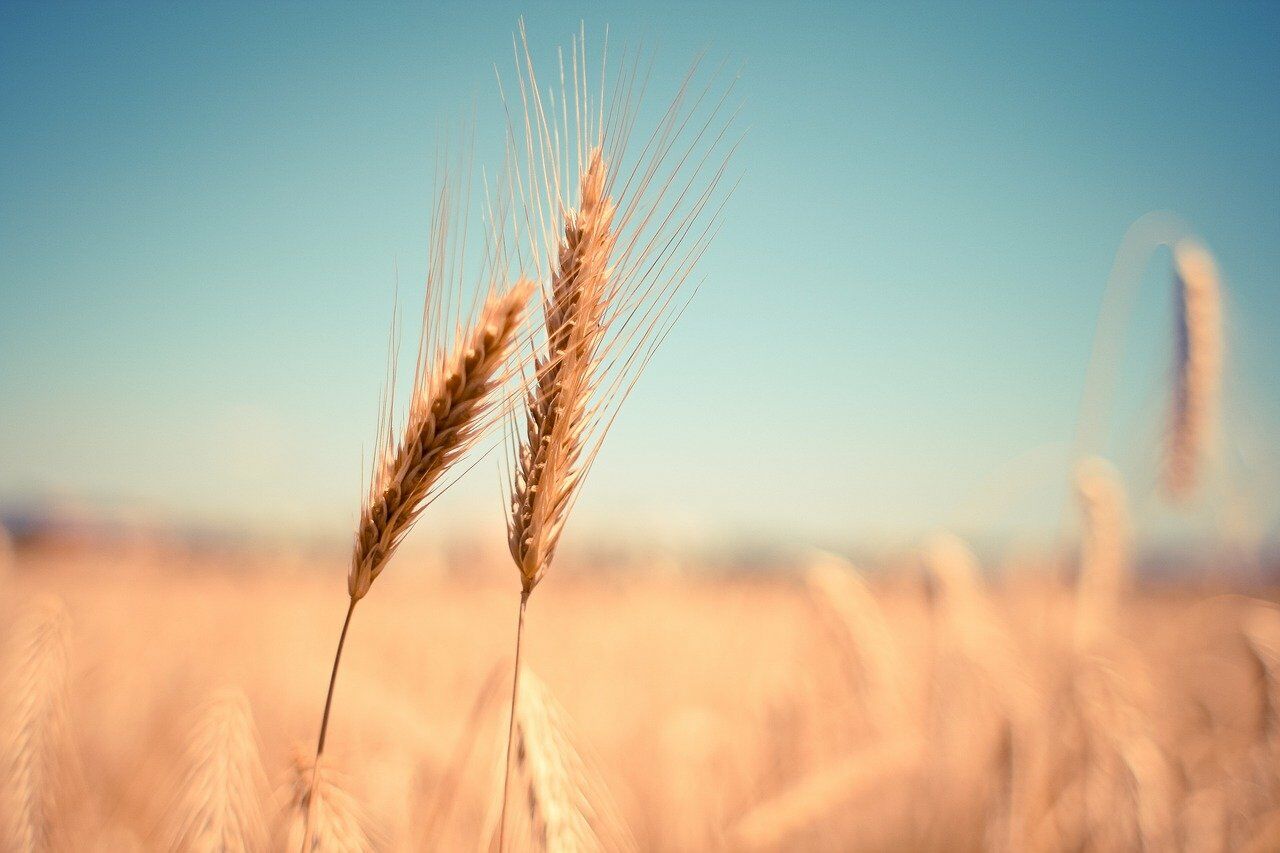 Buğday Ne Zaman Ekilir? Buğday Yetiştiriciliği	