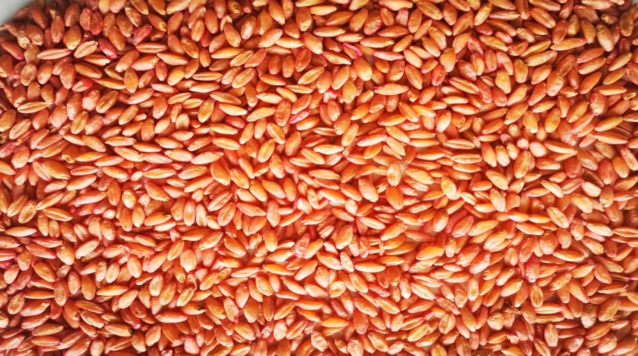 Kızıltan 91 Makarnalık Buğday Tohumu (Sertifikalı) 25 Kg