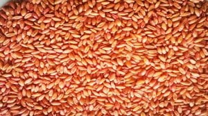 Kızıltan 91 Makarnalık Buğday Tohumu (Sertifikalı) 25 Kg