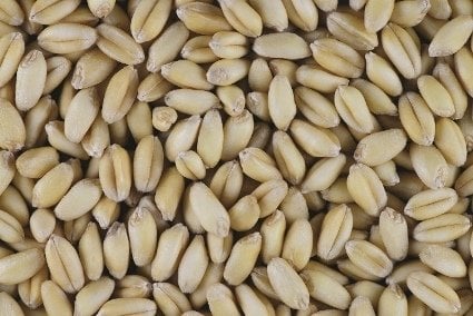 Bayraktar 2000 Ekmeklik Buğday Tohumu (Sertifikalı) 25 Kg