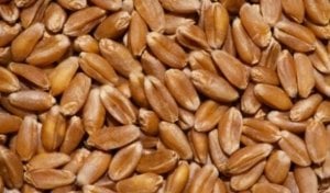 Reis Ekmeklik Buğday Tohumu (Sertifikalı) 25 Kg