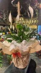 XL Spatifilyum (Barış) Çiçeği