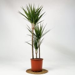 Dracaena Marginata - 3 Gövdeli 140-160 cm