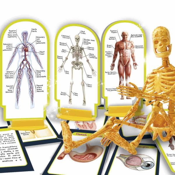 Human Body İnsan Vücudu Bilim Seti SNM-48960