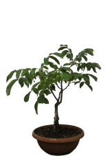 Maraş-18 Bonsai