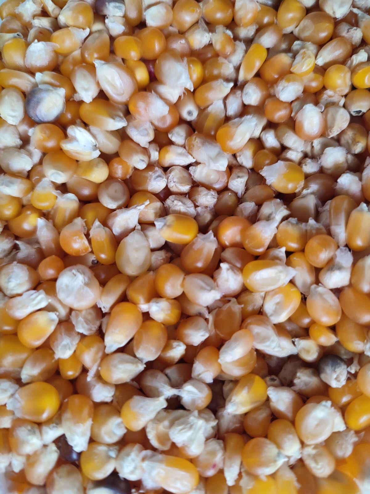 Patlayan Mısır (1000gr)