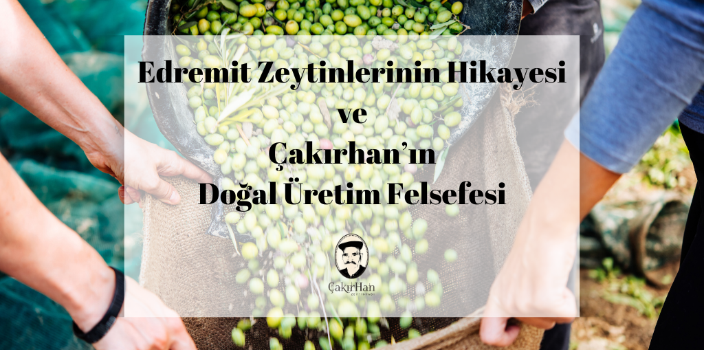 Edremit Zeytinlerinin Hikayesi ve Çakırhan’ın Doğal Üretim Felsefesi