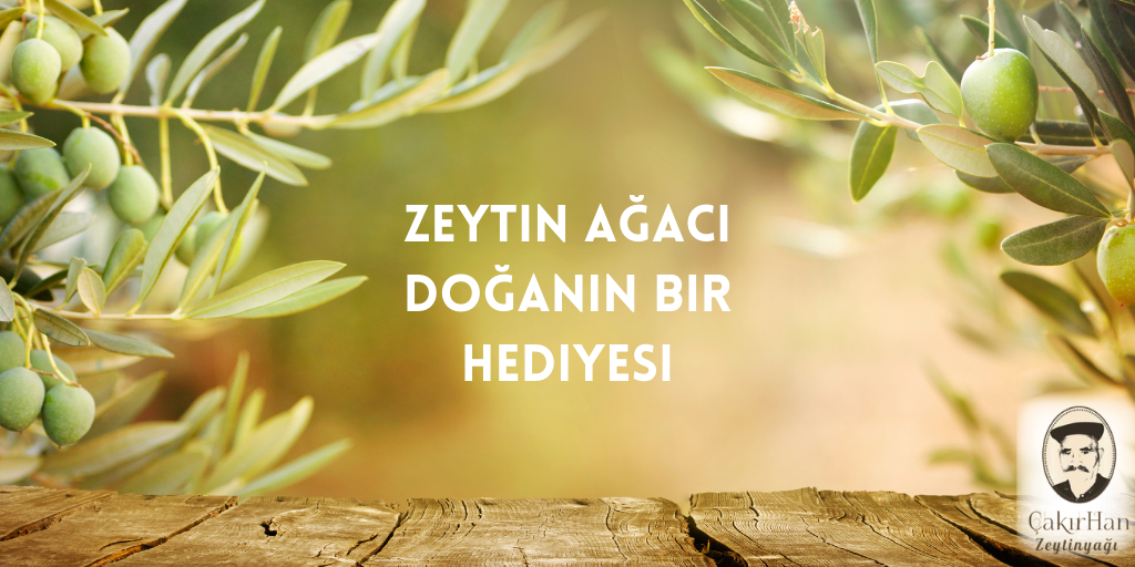 Zeytin Ağacı: Doğanın Bir Hediyesi